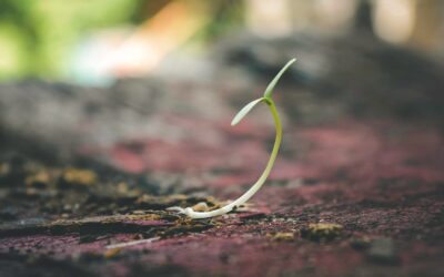 Planting the Legal Seeds for Success: A Guide to Preparing for Your Initial Seed Round